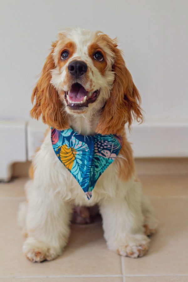 Pañoleta perro mediano y pequeño